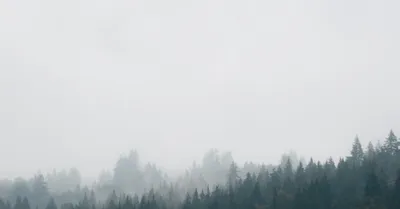 Northwest evergreens cloaked in fog
